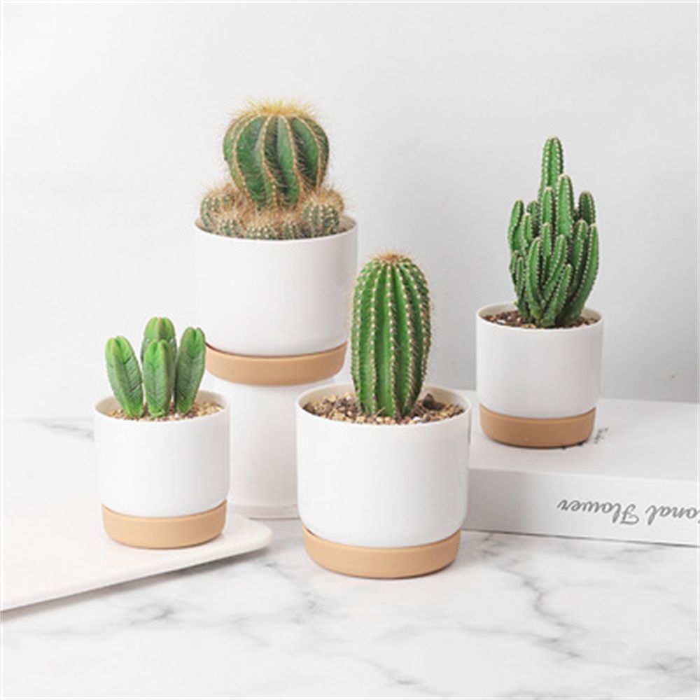 Vaso de Flores Autoirrigável p - Echeveria Succulent avaliação e preço