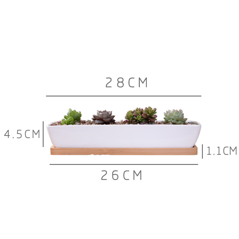 Vaso de plantador suculento de - Echeveria Succulent avaliação e preço