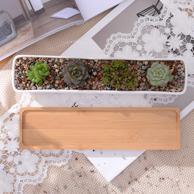 Vaso de plantador suculento de - Echeveria Succulent avaliação e preço