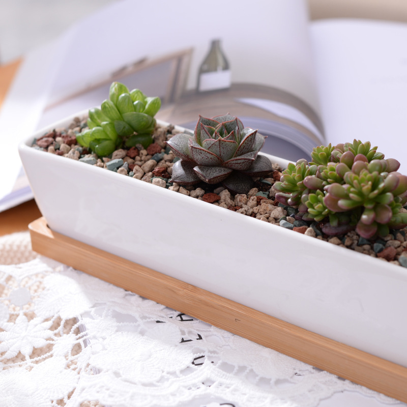 Vaso de plantador suculento de - Echeveria Succulent avaliação e preço
