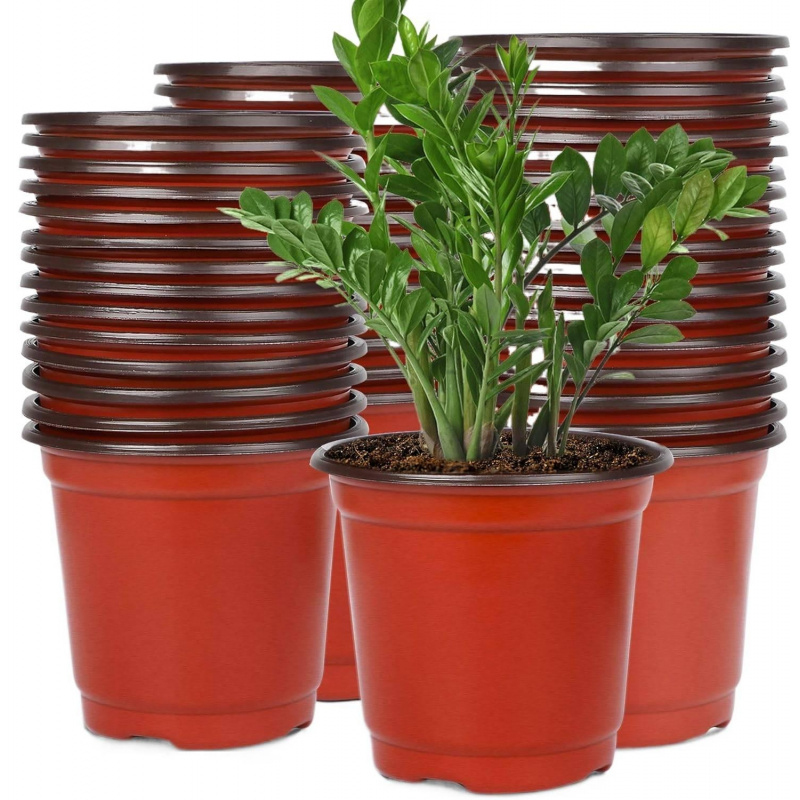 Vasos de Plástico Flexíveis pa - Echeveria Succulent avaliação e preço