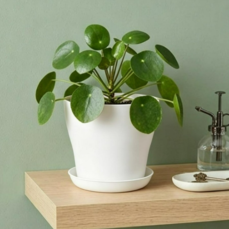 Conjunto de Vasos com Furos de - Echeveria Succulent avaliação e preço