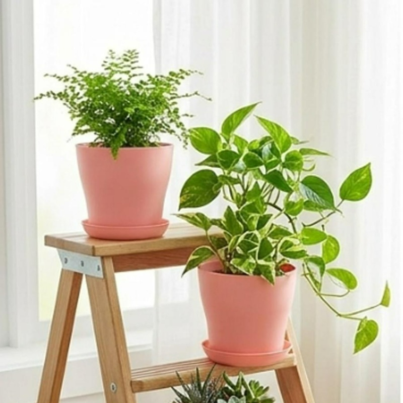 Conjunto de Vasos com Furos de - Echeveria Succulent avaliação e preço